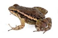 AmphibiaWeb - Hyloxalus elachyhistus